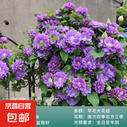 鐵線蓮大苗爬藤植物盆栽帶花苞烏托邦銀幣罔空庭院陽臺四季開花卉 円空-精選大苗