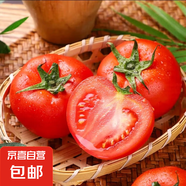 山東大紅番茄西紅柿農家新鮮水果生吃新鮮蔬菜小果番茄 西紅柿小果 3斤 單果60g+