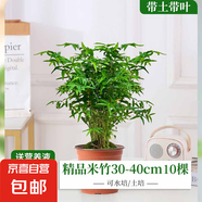 水培米竹盆栽室內(nèi)植物小葉綠植矮化竹子苗辦公桌面觀賞鳳尾竹盆景 米竹30-40厘米【小盆10棵不活包賠】