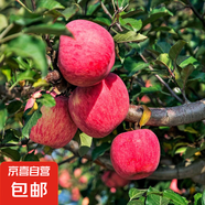 蘋(píng)果樹(shù)苗嫁接果樹(shù)苗木紅富士冰糖心庭院陽(yáng)臺盆地栽南北方果樹(shù)苗 紅富士5年苗【當年結果】99%喜歡