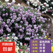 薔薇花苗爬藤植物藤本月季四季花卉特大濃香型玫瑰盆栽庭院陽臺 藍(lán)色陰雨【四季中花多頭濃香】不含盆 高約20cm