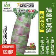 可食用薄荷種子留蘭香檸檬苗貓薄荷四季播種室內陽(yáng)臺盆栽蔬菜籽子 掛絲紅萵筍約300粒