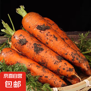 京喜加新鮮現(xiàn)挖現(xiàn)發(fā)胡蘿卜農(nóng)家自種蔬菜水果沙地紅蘿卜 帶泥胡蘿卜1斤 含箱