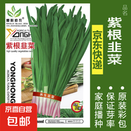 可食用薄荷種子留蘭香檸檬苗貓薄荷四季播種室內(nèi)陽臺盆栽蔬菜籽子 紫根韭菜約300粒