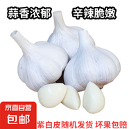 紫白皮蒜水果大蒜超市即食生鮮蔬菜大蒜 【優(yōu)選】帶箱 1斤 單果3.5-5cm