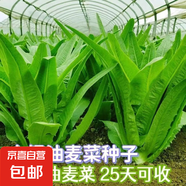 【京東物流】蔬菜種子四季播盆栽陽臺庭院香菜生菜菠菜簡單秋易種 玻璃生菜種子2包約2000粒