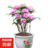 牡丹花樹(shù)苗洛陽(yáng)正宗對(duì)版重瓣牡丹花苗盆栽花卉綠植當(dāng)年開(kāi)花 粉黛3-5分支【當(dāng)年開(kāi)花】