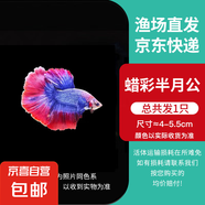 泰國斗魚小型熱帶觀賞魚魚活體網(wǎng)紅小寵好養(yǎng)耐活小型淡水魚半月公 蠟彩半月公1條