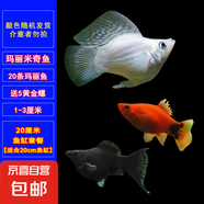 瑪麗魚米奇魚紅箭魚胎生皮球孕魚下崽狂魔熱帶魚繁殖月光魚好養(yǎng)活 20cm魚套【20條魚+送黃金螺】