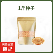 小寵用品貓草種子小麥水培土培化毛懶人貓麥草籽營養(yǎng)食用薄荷植物 當季新種子/貓草種子1斤