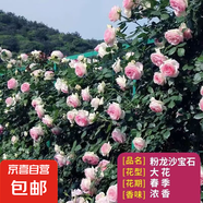 薔薇花苗爬藤植物藤本月季四季花卉特大濃香型玫瑰盆栽庭院陽臺 粉色龍沙寶石【四季大花濃香】不含盆 高約20cm