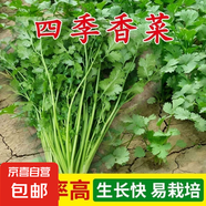 【隨種隨吃】調(diào)料菜種子組合春季四季易種耐熱陽臺盆栽通種蔬菜 大葉香菜種子1包約1000粒 一包約1000粒
