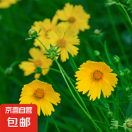 波斯菊花種子格?；ǚN籽子七彩四季開花易活花籽庭院野花組合種子 金雞菊約100粒