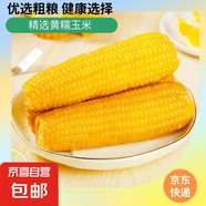 新鮮黃糯玉米真空包裝速食玉米低脂粗糧代餐雜糧早餐包郵 實惠 10棒 180g-220g/棒