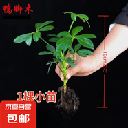 【八方來財(cái)】發(fā)財(cái)樹鴨腳木盆栽四季常青桌面防輻射花卉盆景 八方來財(cái)【水培小苗1顆】 送肥料