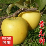 蘋(píng)果樹(shù)苗嫁接果樹(shù)苗木紅富士冰糖心庭院陽(yáng)臺盆地栽南北方果樹(shù)苗 黃元帥蘋(píng)果5年苗【當年結果】