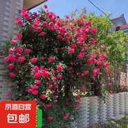四季開花薔薇花苗多花月季花苗特大花大苗濃香型爬藤攀援植物歐月 大游行1-1.3米左右【精選大苗】
