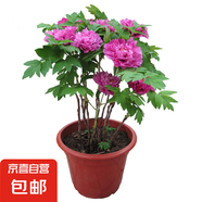 牡丹花樹(shù)苗洛陽(yáng)正宗對(duì)版重瓣牡丹花苗盆栽花卉綠植當(dāng)年開(kāi)花 中國(guó)紅3-5分支【當(dāng)年開(kāi)花】