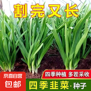 四季播種韭菜種子種籽白根寬葉韭菜根苗韭菜籽種孑大葉籽大全 韭菜種子【1包約400粒】 原廠封裝