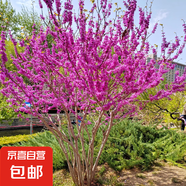 紫荊花樹(shù)苗室外花卉紫金植物庭院叢生四季開(kāi)花綠化園林風(fēng)景大樹(shù)苗 叢生紫荊花苗【5-6分支】2棵