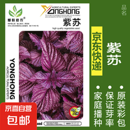 可食用薄荷種子留蘭香檸檬苗貓薄荷四季播種室內(nèi)陽臺盆栽蔬菜籽子 紫蘇約200粒