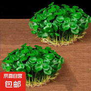 銅錢草水培盆栽室內(nèi)室外花卉金錢草綠植吸綠植花草植物 銅錢草2盆（不含盆）