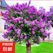 丁香花樹苗庭院陽臺盆地栽耐寒旱花卉嫁接高桿丁香樹苗綠植物苗木 嫁接高桿丁香根莖4cm粗