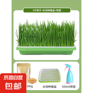 小寵用品貓草種子小麥水培土培化毛懶人貓麥草籽營養(yǎng)食用薄荷植物 1斤貓草種子+水培種植盆+噴壺