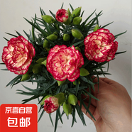康乃馨盆栽花苗帶花苞室內(nèi)陽(yáng)臺(tái)庭院花卉綠植鮮花好養(yǎng)四季開(kāi)花不斷 康乃馨帶花苞【蕾絲花邊】 不含盆