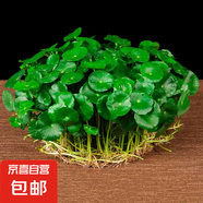銅錢草水培盆栽室內(nèi)室外花卉金錢草綠植吸綠植花草植物 銅錢草1盆（不含盆）