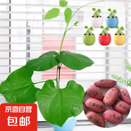 神奇魔豆種子帶刻字印創(chuàng)意祝福迷你植物祝福愛情許愿相思豆小盆栽 刻字魔力豆-祝福類*2個
