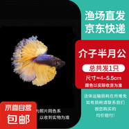 泰國斗魚小型熱帶觀賞魚魚活體網(wǎng)紅小寵好養(yǎng)耐活小型淡水魚半月公 芥子半月公1條