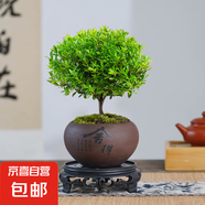 小葉赤楠盆景植物辦公花卉基地直銷(xiāo)批發(fā)綠植盆栽室內(nèi)擺件花卉綠植 赤楠+舍得陶瓷盆+苔蘚+復(fù)古底座
