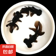 【黑龍睛】耐活魚(yú)苗幼苗懶人冷水魚(yú)苗淡水大眼睛新手好養純種龍晴擺攤 黑龍睛買(mǎi)3送3 4-6厘米【體質(zhì)強健】
