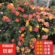 薔薇花苗爬藤植物藤本月季四季花卉特大濃香型玫瑰盆栽庭院陽臺 藤彩虹【四季中花多頭】不含盆 高約20cm