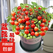 【京東物流】番茄種子盆栽番茄陽(yáng)臺(tái)盆栽農(nóng)家田園大全各種各樣 盆栽紅番茄種子1包約200粒