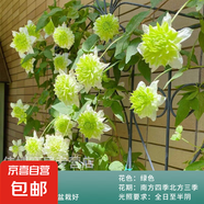 鐵線蓮大苗爬藤植物盆栽帶花苞烏托邦銀幣罔空庭院陽臺四季開花卉 小綠-精選大苗