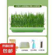 小寵用品貓草種子小麥水培土培化毛懶人貓麥草籽營養(yǎng)食用薄荷植物 種子+水培種植盆+噴壺+木天蓼5根
