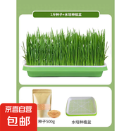 小寵用品貓草種子小麥水培土培化毛懶人貓麥草籽營養(yǎng)食用薄荷植物 1斤貓草種子+水培種植盆