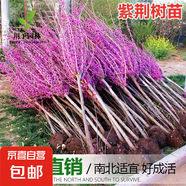 紫荊花樹(shù)苗室外花卉紫金植物庭院叢生四季開(kāi)花綠化園林風(fēng)景大樹(shù)苗 獨(dú)桿紫荊花苗【80cm高】5棵