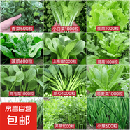 【種子大全】12種蔬菜種子四季菜種子陽臺盆栽綠植庭院易種春秋 小白菜+小蔥+油麥菜+香菜+雞毛菜