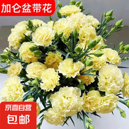 康乃馨鮮花大盆栽帶花苞年宵花客廳擺件花卉室內(nèi)綠植四季開花植物 【帶花苞】黃色康乃馨+加侖盆