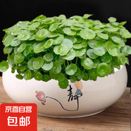 銅錢草水培盆栽室內室外花卉金錢草綠植吸綠植花草植物 銅錢草+靜字陶瓷盆
