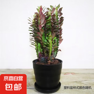紫龍骨綠龍骨多肉植物綠植仙人掌仙人球麒麟仙人球盆景花卉植物 紫龍骨30cm高原盆