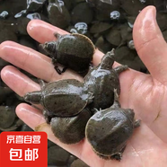 江西正宗甲魚苗活體外塘養(yǎng)殖甲魚中華鱉苗耐寒鱉魚甲魚苗批發(fā) 【特大好苗】甲魚苗30-50克200只【好養(yǎng)包活】