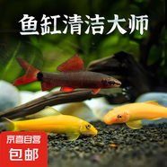 清潔魚清道夫金苔鼠吃藻類彩虹鯊吃殘?jiān)鍧嶔~缸熱帶觀賞魚工具魚 金苔鼠2+1條備損  (公母隨機(jī))