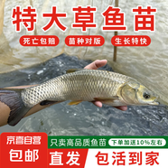批發(fā)特大草魚苗活體淡水養(yǎng)殖食用草皖魚10cm20cm半斤一斤草魚苗青魚苗脆皖魚黑草魚苗 8-10cm草魚苗 25條（送10%左右）