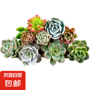 多肉植物大全花卉生石花熊童子盆栽綠植多肉觀賞趣味多規(guī)格可選 2棵裸根隨機(jī)多肉