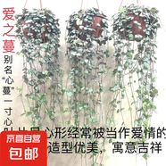 多肉植物大全花卉生石花熊童子盆栽綠植多肉觀賞趣味多規(guī)格可選 愛(ài)之蔓原盆