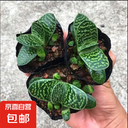 多肉植物大全花卉生石花熊童子盆栽綠植多肉觀賞趣味多規(guī)格可選 元寶蘭3棵